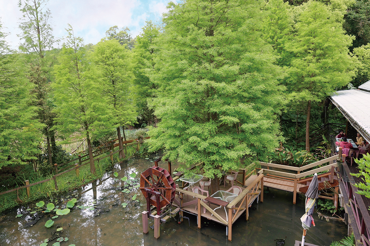 小木屋佇立在落羽松池畔，四季各有不同景色。