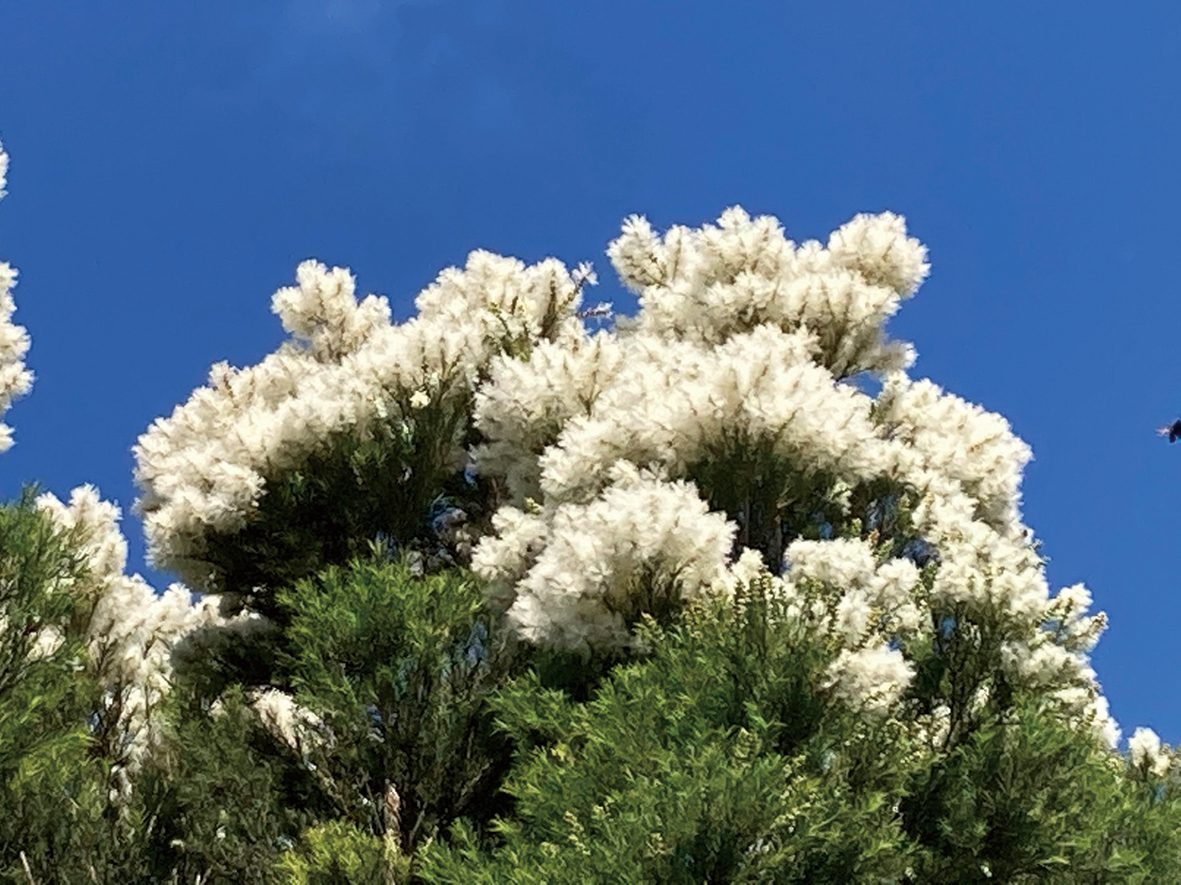 澳洲茶樹開花潔白如雪(圖片提供：竹圃茶園小木屋休閒農場)&nbsp;